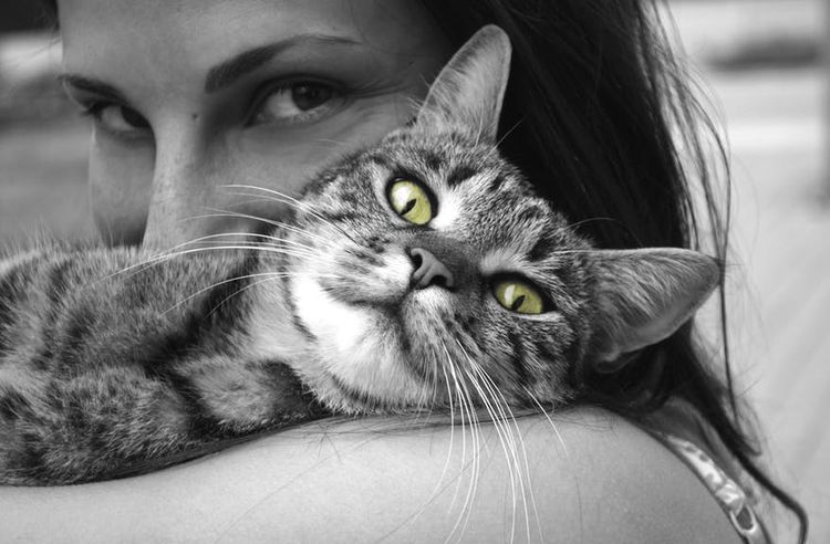 Un chat sur l'épaule de son maître