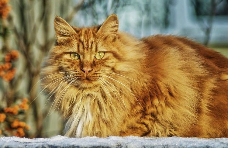 Un chat roux et duveteux dans la neige