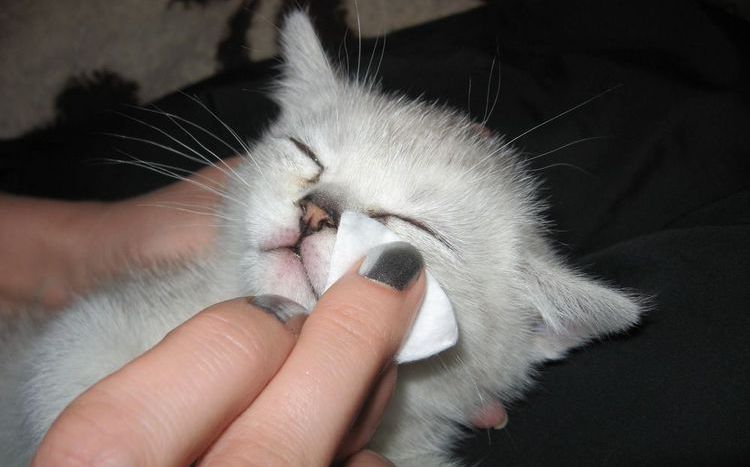 On essuie les yeux du chaton.