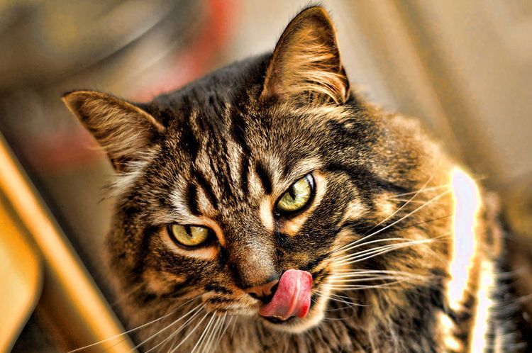 Le chat se lèche les babines