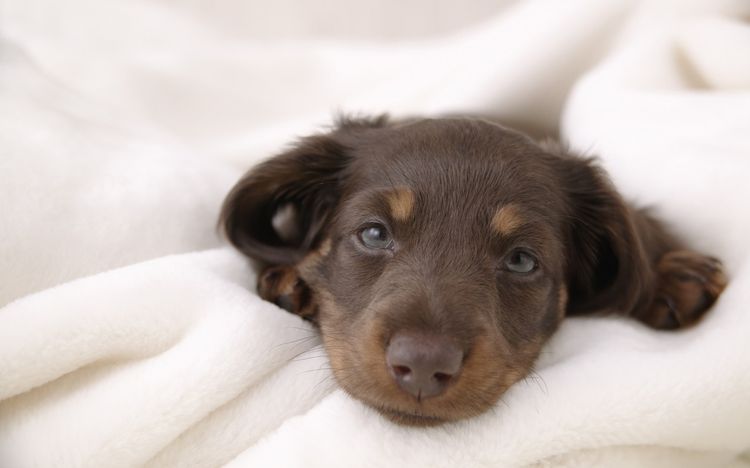 Le chiot est couché dans le lit