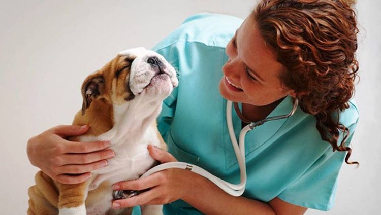 Chien chez le vétérinaire