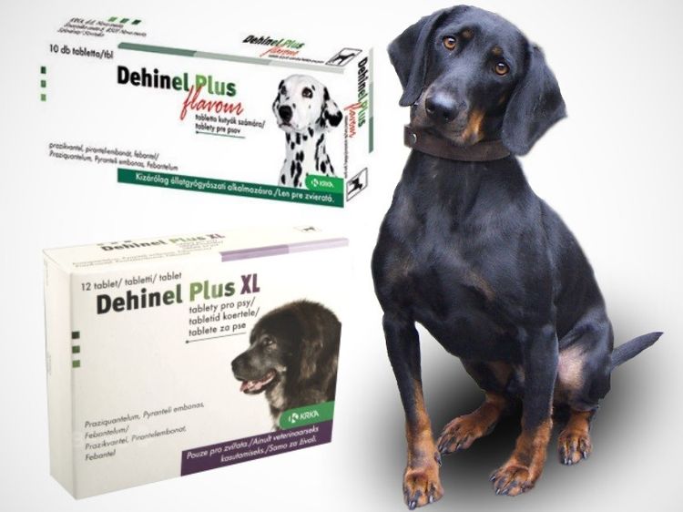 Dehinel Plus pour chiens