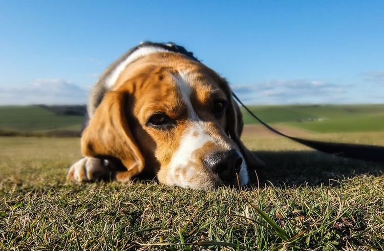 Un beagle est allongé sur l'herbe.