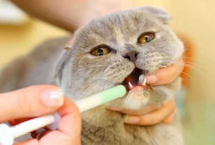 Comment donner la suspension à un chat