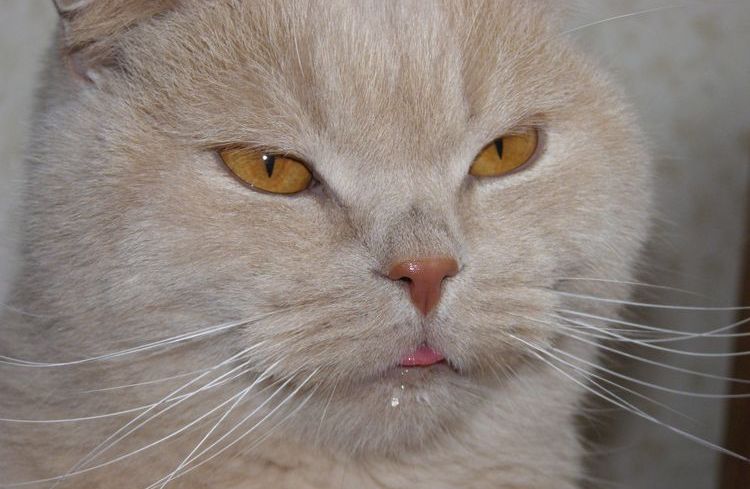 Salivation excessive chez les chats