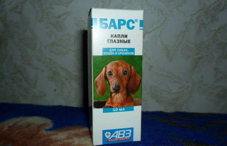 Gouttes oculaires pour chiens