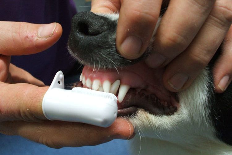 On brosse les dents du chien.