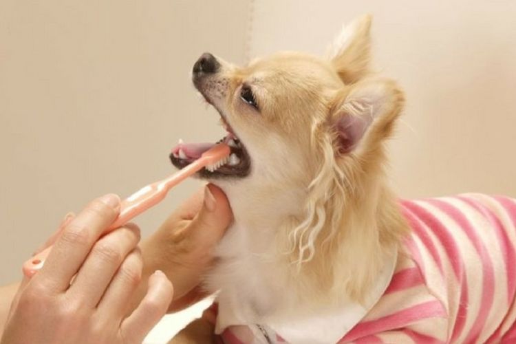 On brosse les dents du chien.