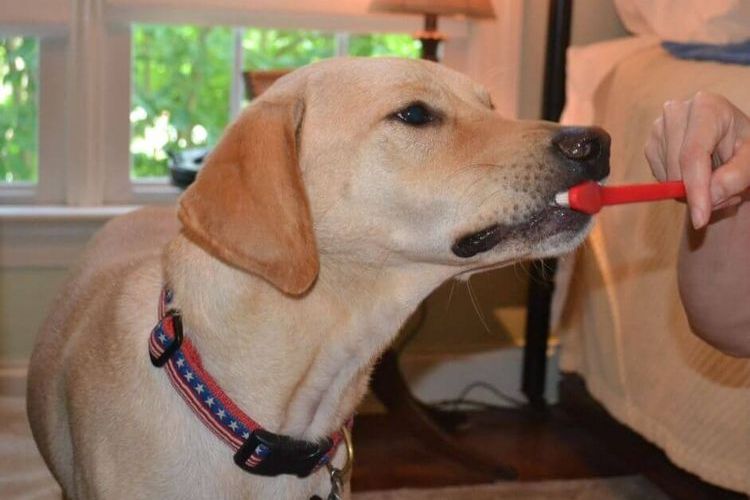 On brosse les dents du chien.