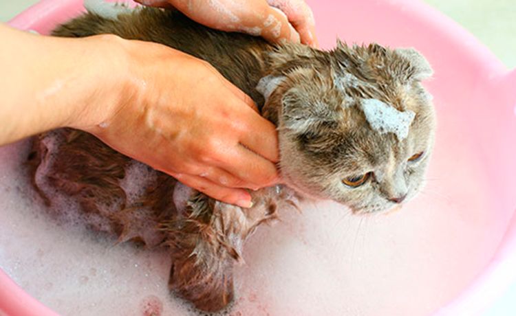 Donner un bain à un chat