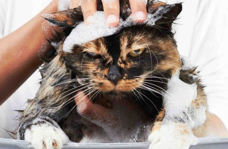 Un chat en colère dans de la mousse de savon