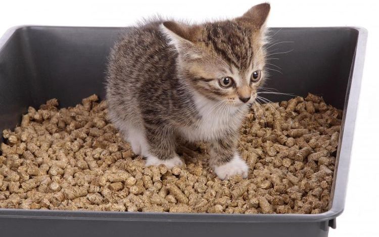 Chaton dans un bac à litière avec du mastic à bois
