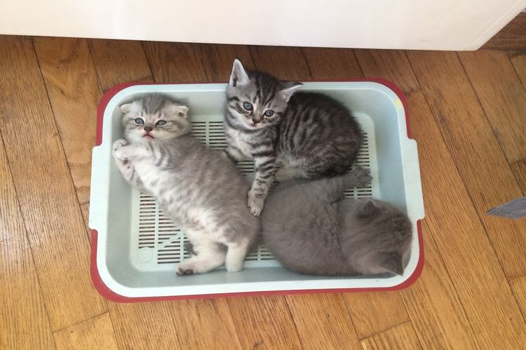 Chatons dans une litière