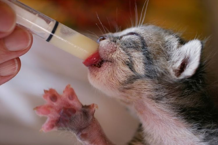 Nourrir un chaton nouveau-né à la seringue