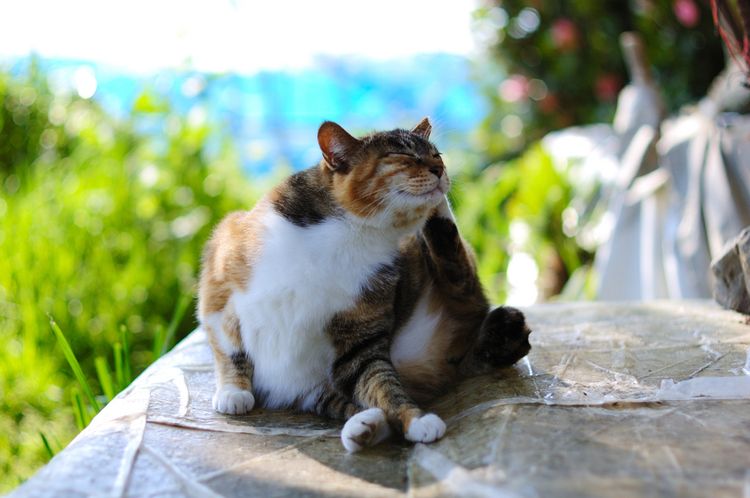 Le chat se gratte derrière l'oreille avec sa patte.