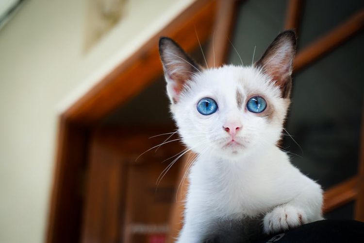 Un chat aux yeux bleus