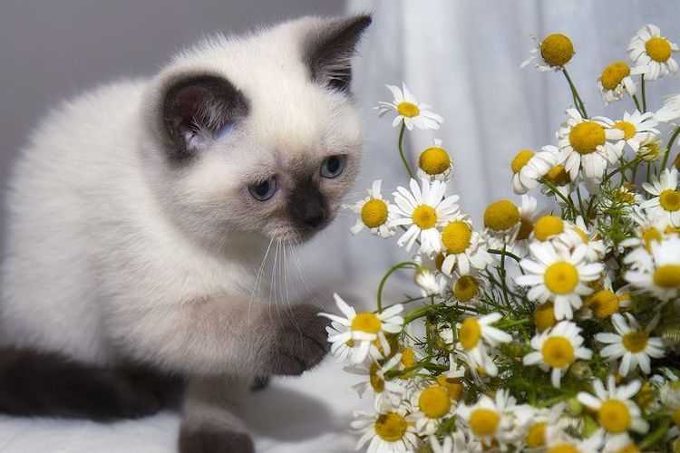 Chaton siamois et marguerites