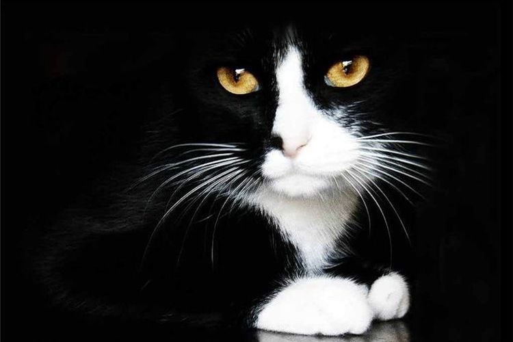 Un chat aux pattes blanches