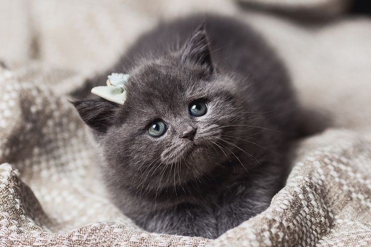 Chaton gris