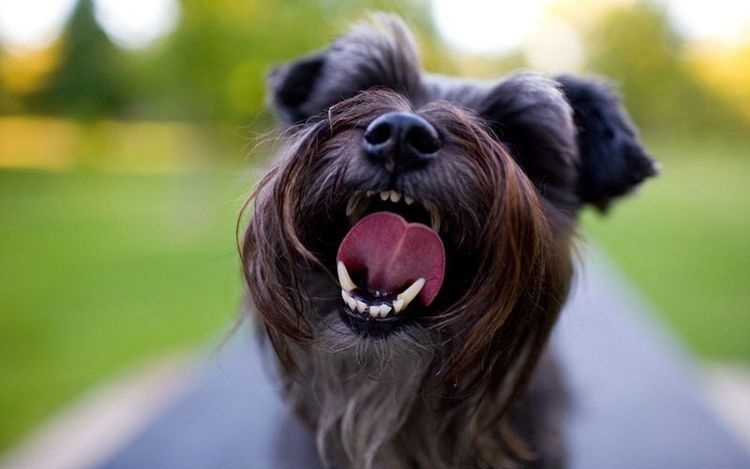 Un chiot la gueule ouverte