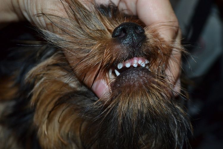 Examen d'une morsure de chien