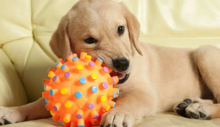 Le chiot mâchouille des balles