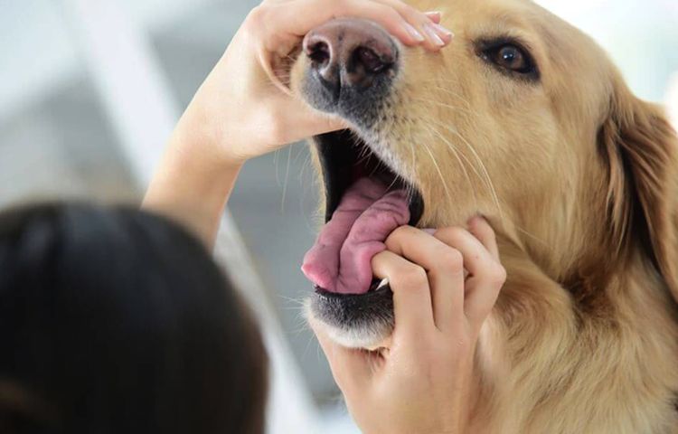 Examen de la gueule d'un chien