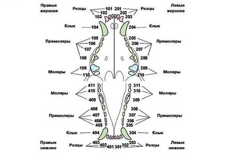 Tableau des dents du chien