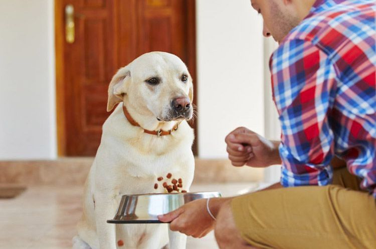 Le Labrador mange de la nourriture