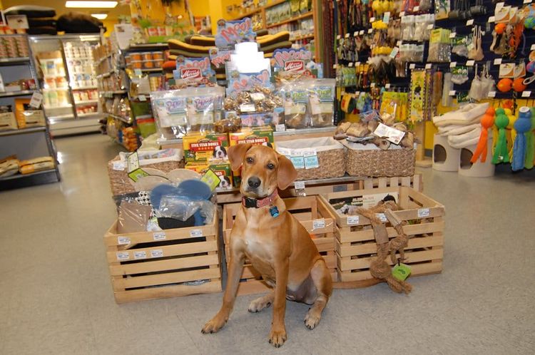 Un chien dans une animalerie