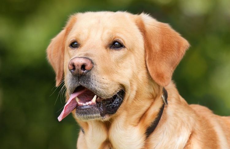 Labrador avec la langue pendante