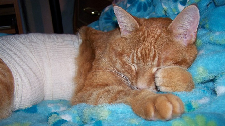 Aider un chat qui a du sang dans ses selles