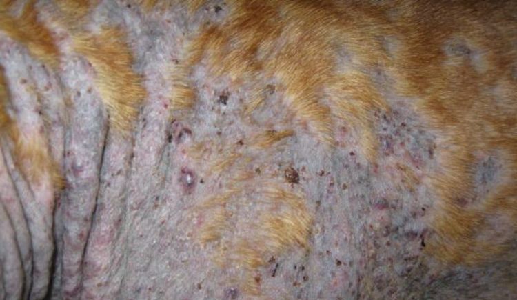 Conséquences des mycoses chez le chien