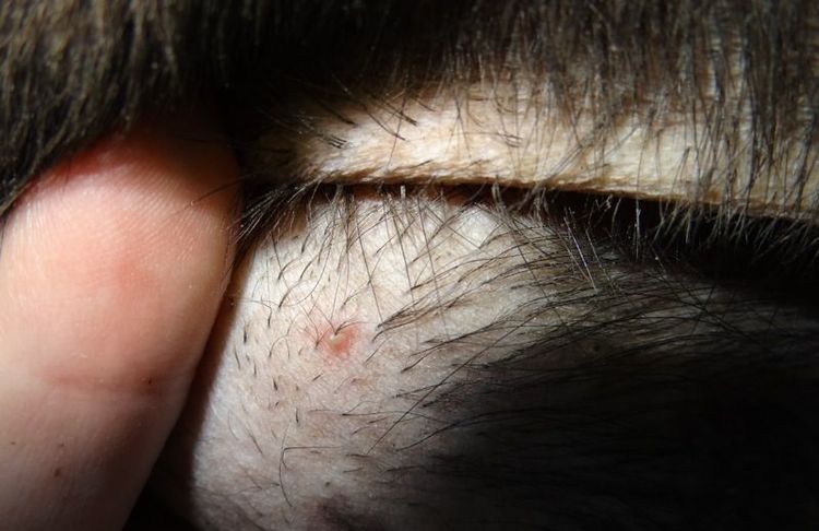 Folliculite chez un chien