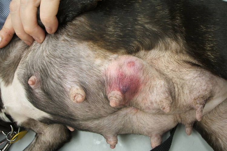 Tumeur mammaire chez un chien