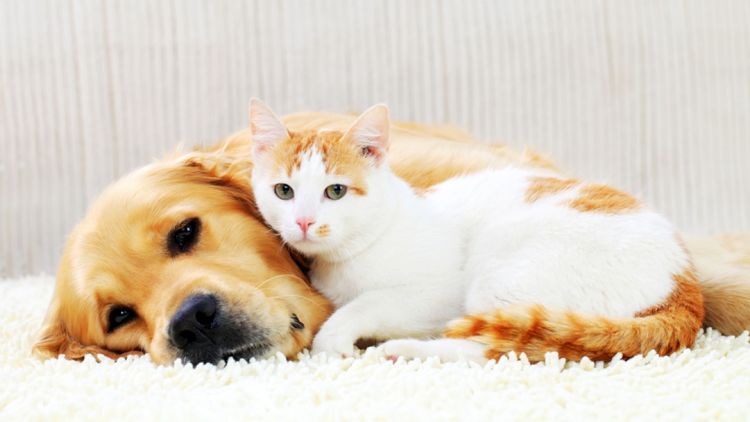 Le chien et le chat dorment.