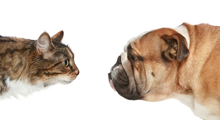 Qui est le plus intelligent : les chats ou les chiens ?