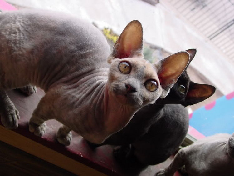 un hybride de munchkin et de sphynx