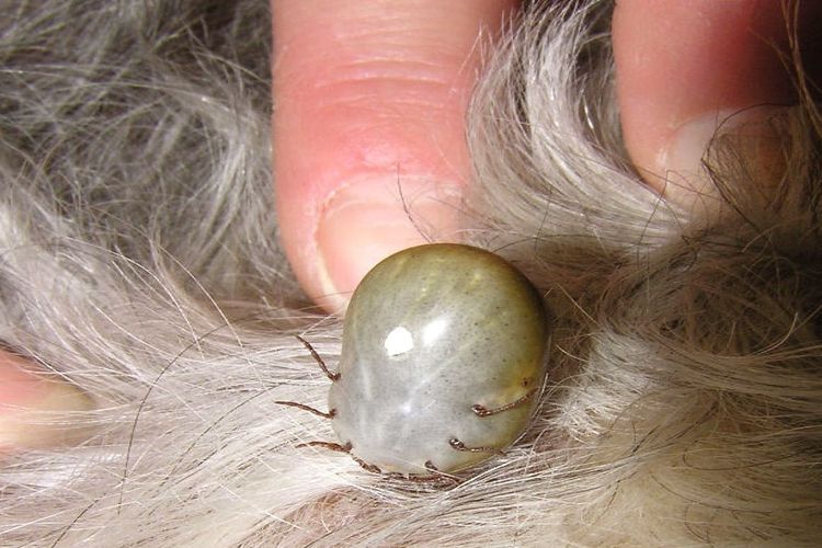 Une tique sur un chien