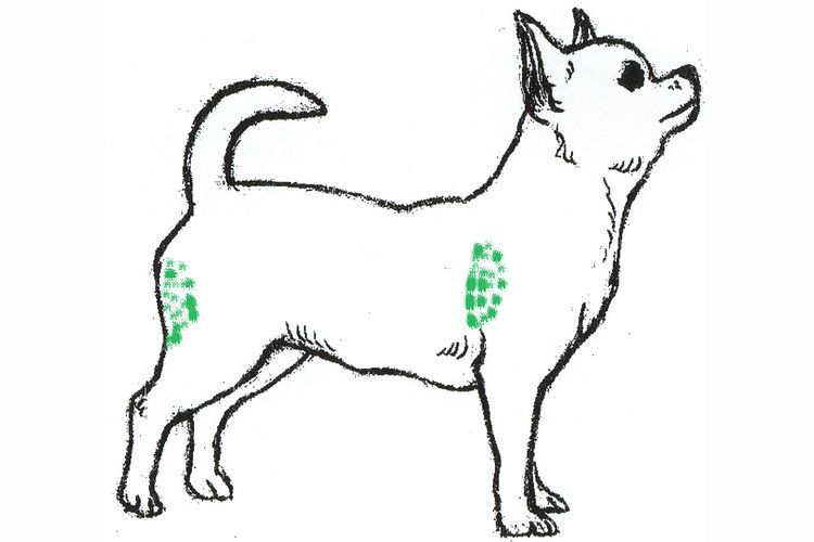 Où administrer une injection intramusculaire