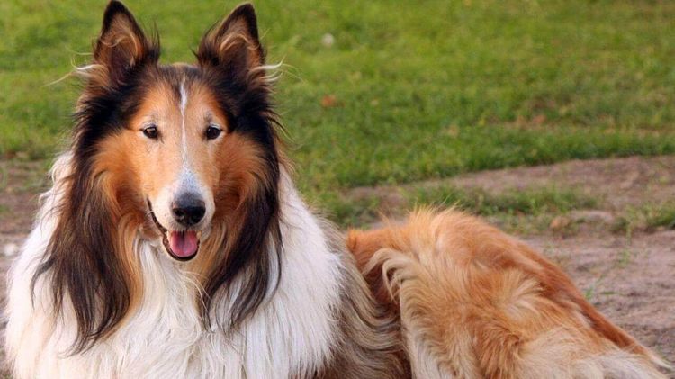Chien Collie