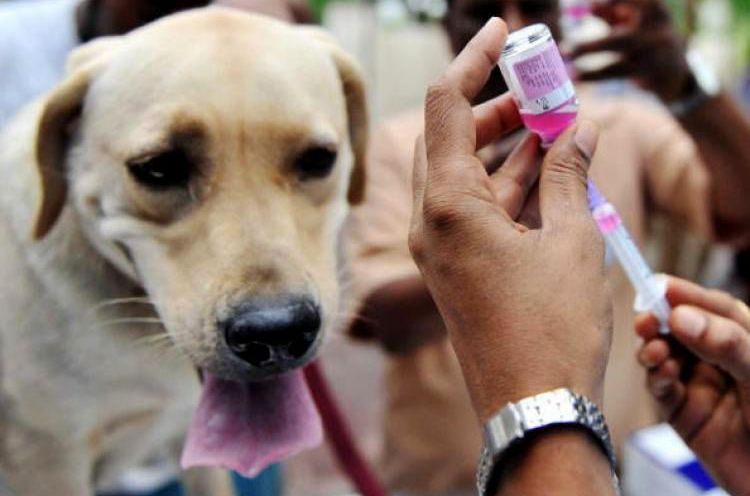 On administre une injection au chien.