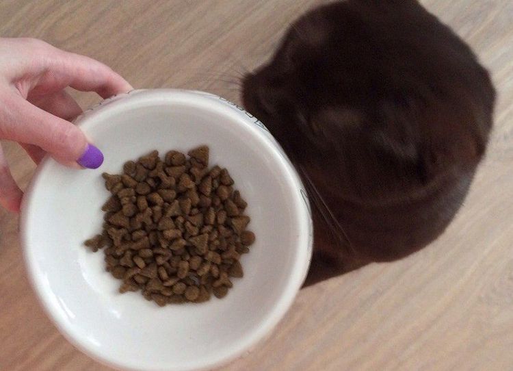 Aliments pour chats Nutram