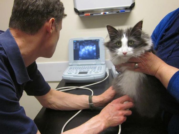 Échographie pour chat