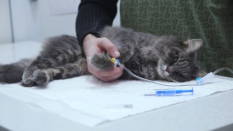 perfusion intraveineuse pour chat