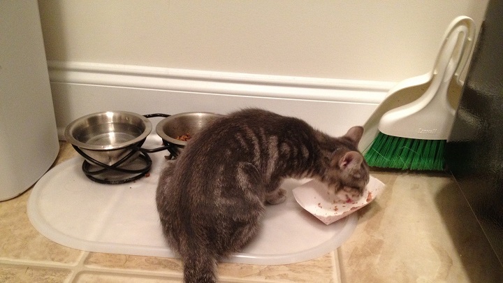 Constipation chez le chat : cause de la présence de sang dans les selles