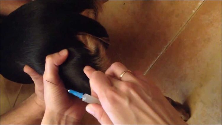 Injection pour chien