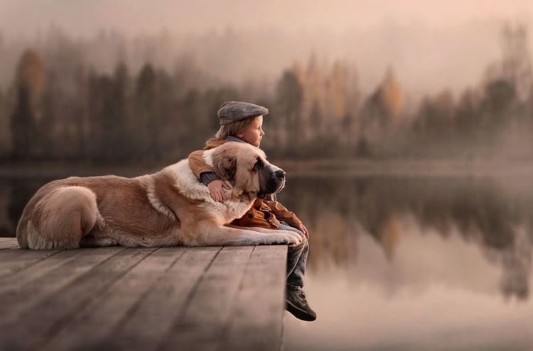 Berger d'Asie centrale (Alabai)