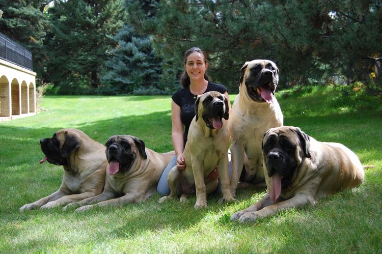 Mastiff anglais